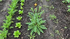 Hvorfor ukrudt vokser hurtigere end dyrkede planter: og hvordan du kan udnytte denne superkraft til din fordel