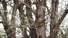 Uglen sidder på et træ, men ikke alle kan se den. Har du formået at få øje på den endnu?