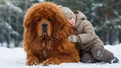 Tibetansk mastiff: styrke og loyalitet i én race